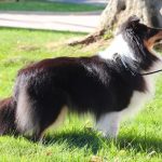shetland sheepdog sunny shelties tricolor españa madrid Portugal salud belleza caracter