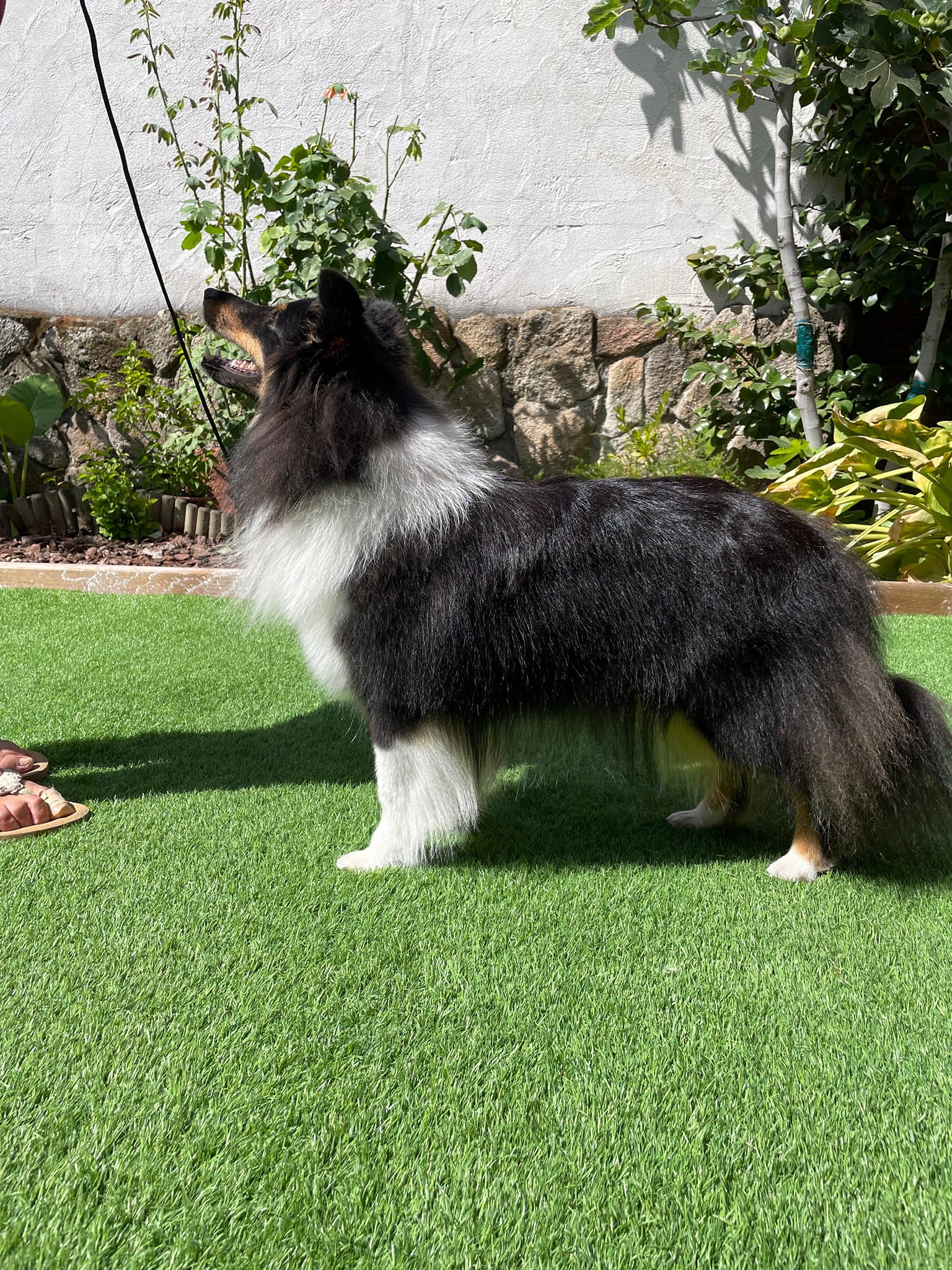 shetland sheepdog tricolor