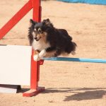 Shetland sheepdog, sheltie, agility