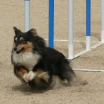 SHETLAND SHEEPDOG, SHELTIE, AGILITY,